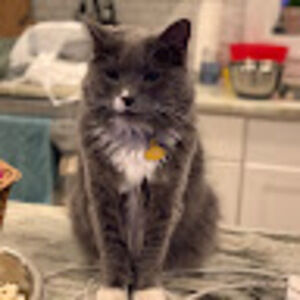 Meet your Posher, Molly